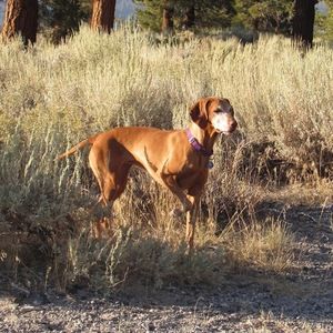 Meet your Posher, Allie